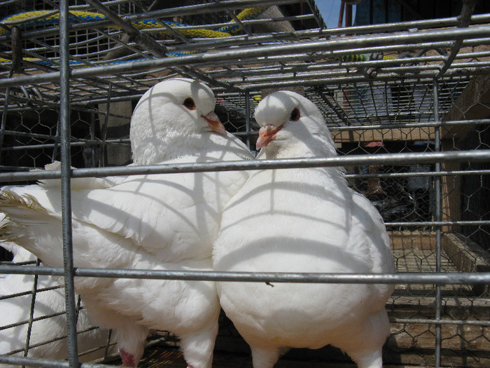 IMG_0098 - targ 03 06 2012 vicov de jos