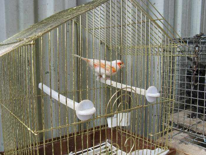 IMG_0100 - targ 03 06 2012 vicov de jos