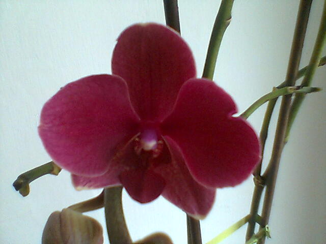 orhidee 2 - orhidee