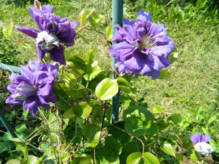 Kiri Te Kenawa - Clematite 2012