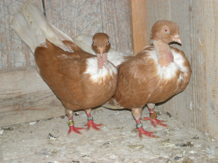 Git Golas galbeni; achizitie de la Alex Marean
