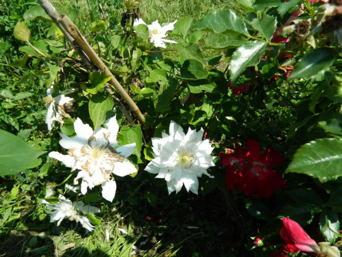 DSCN2228 - Clematite 2012