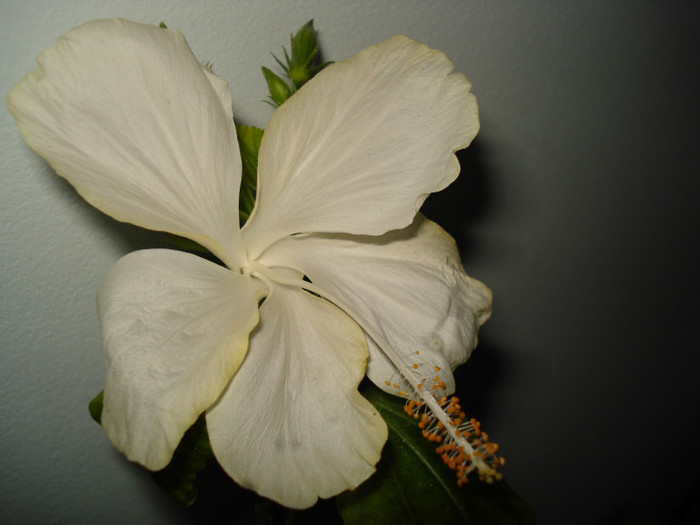 DSC02949 - HIBISCUS 2012