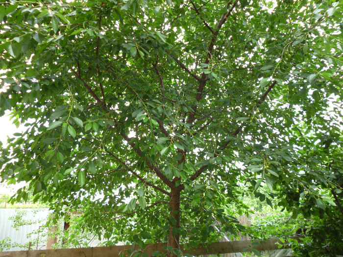 P1000642 - Pomicultura 2012