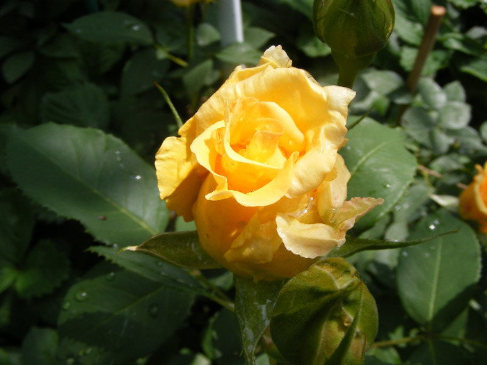 Sophia Renaissance - Trandafiri 2012