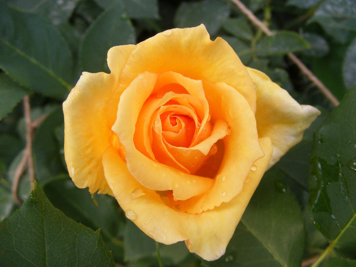 Sophia Renaissance; Th,floare mare,peste 41petale,parfum mediu(5-6din 10puncte)h1-2m
