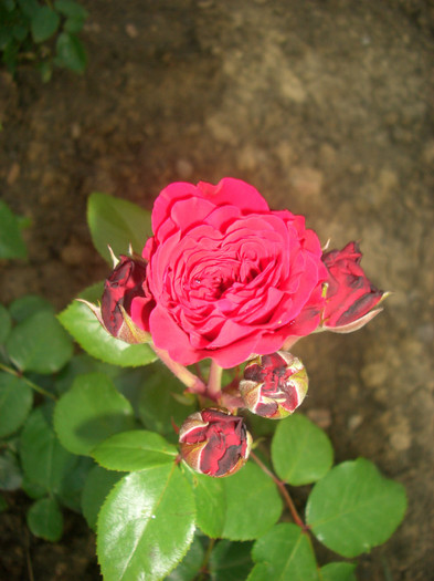 Red Leonardo da Vinci • Hilde Umdasch • MEIangele - Polyantha (Meilland International, before 2005).