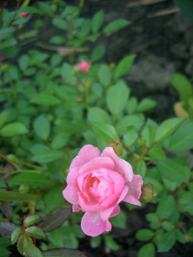 The Fairy • Perle Rose - Polyantha - Bentall (United Kingdom, 1932).