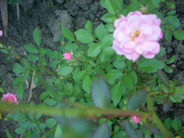 CIMG5428