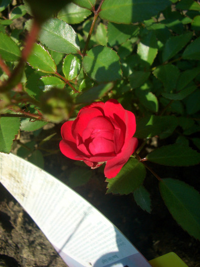 CIMG5412