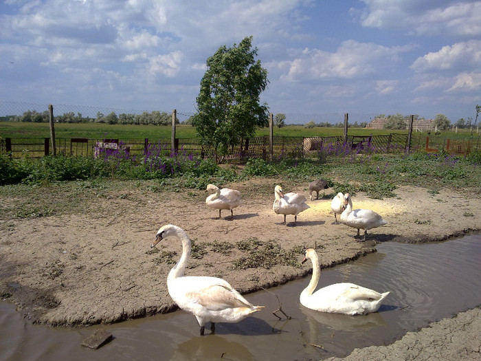 LEBEDE ALBE 250 EURO PERECHEA