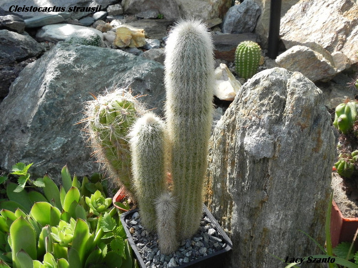 Cleistocactus strausii - cactusi 2012