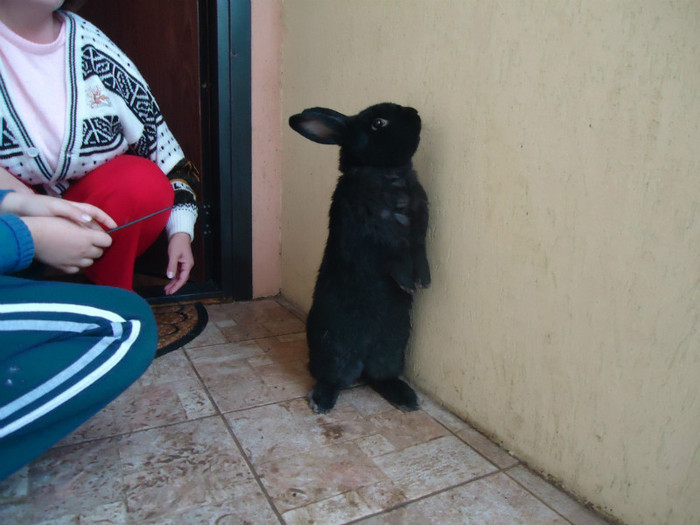 mascul 1 zis Bonifaciu - iepuri negru vienez