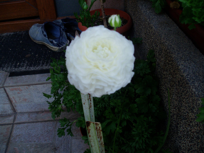 ranunculus -05 Iunie - Mai - Iunie