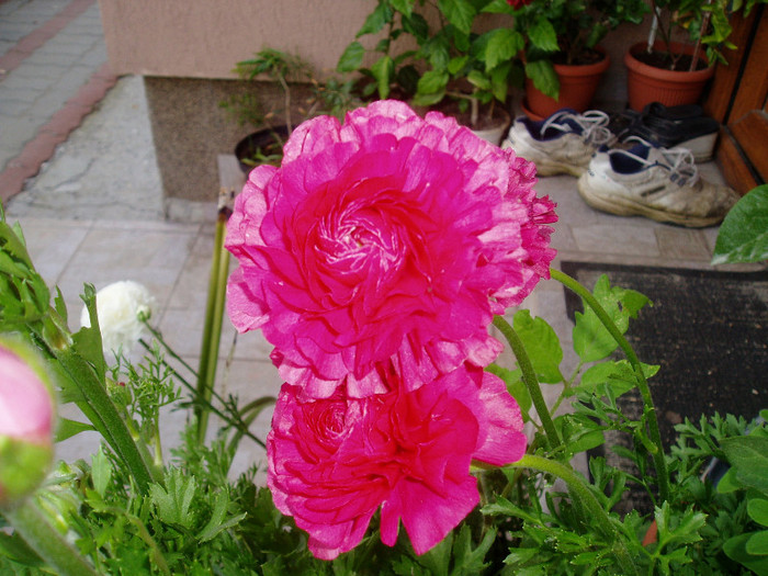 ranunculus - Mai - Iunie