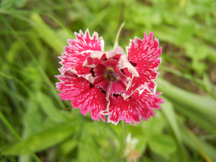 Dianthus chinensis (2012, June 05)