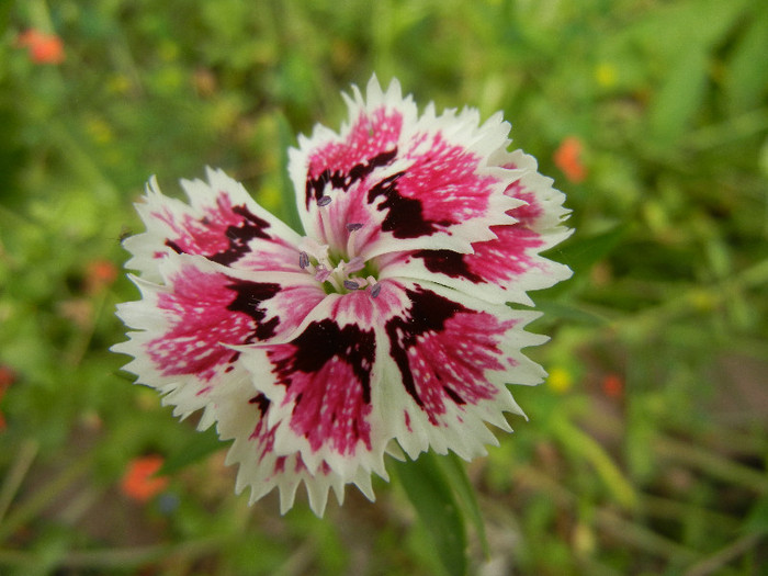 Dianthus chinensis (2012, June 05) - Dianthus Chinensis