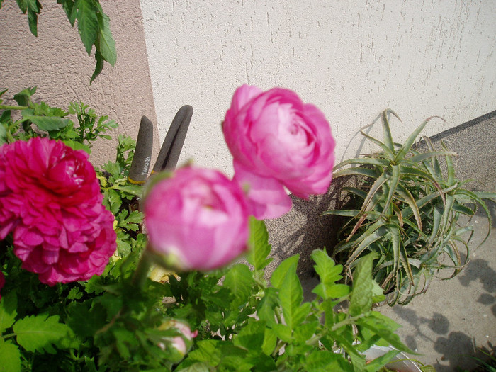 ranunculus - Mai - Iunie
