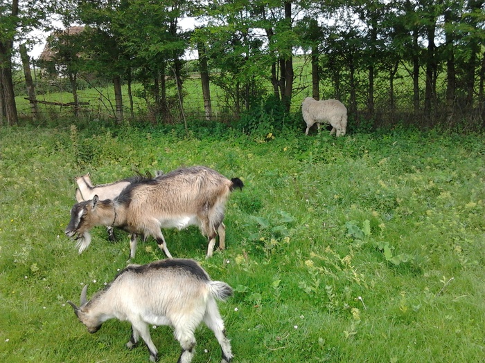 capra de trei ani si iezi si un miel