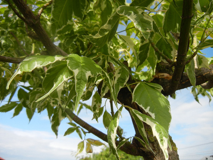 Acer negundo Flamingo (2010, June 02)