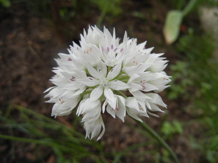Allium amplectens (2012, June 05) - Allium amplectens