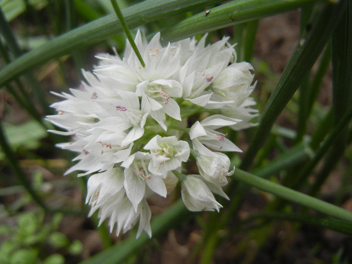 Allium amplectens (2012, June 05) - Allium amplectens