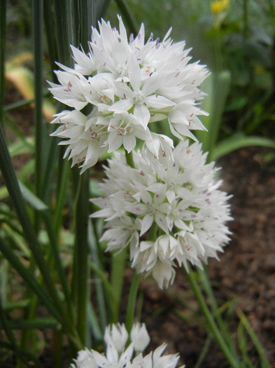 Allium amplectens (2012, June 05) - Allium amplectens