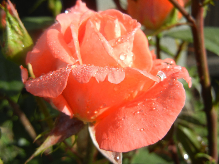 Rose Artistry (2012, June 02)
