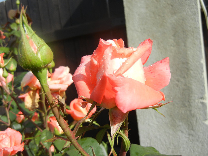 Rose Artistry (2012, June 02)