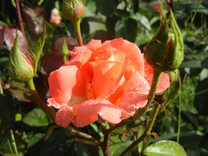 Rose Artistry (2012, June 02)