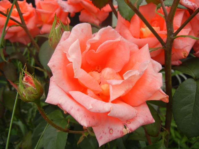 Rose Artistry (2012, June 05)