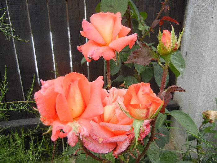 Rose Artistry (2012, June 05)