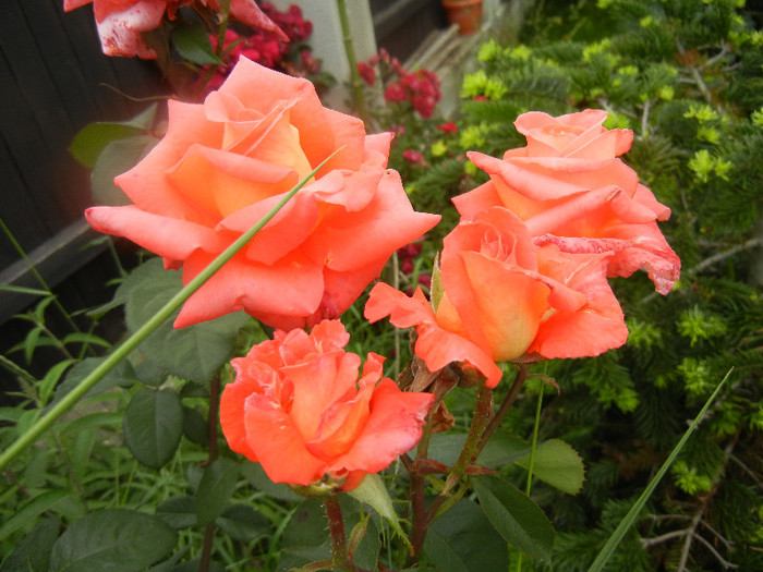 Rose Artistry (2012, June 05)