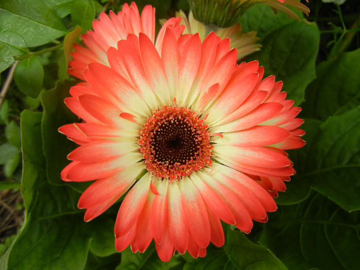 Bicolor Gerbera (2012, June 05) - Gerbera Bicolor