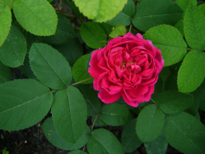 Rose de Rescht - trandafiri 2012