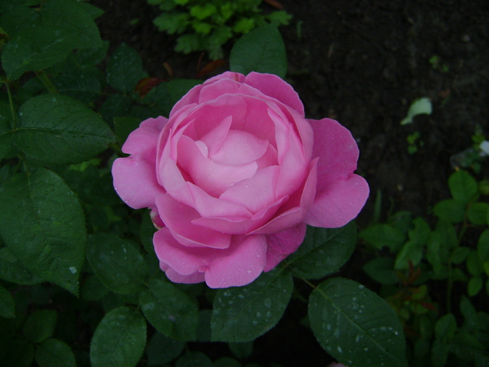Mary Rose - trandafiri 2012