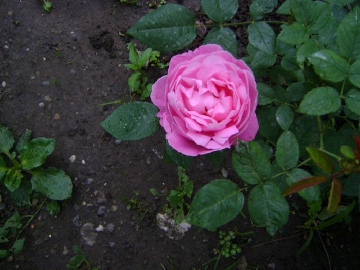 M R - trandafiri 2012