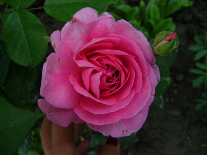 GERTRUDE JEKYLL