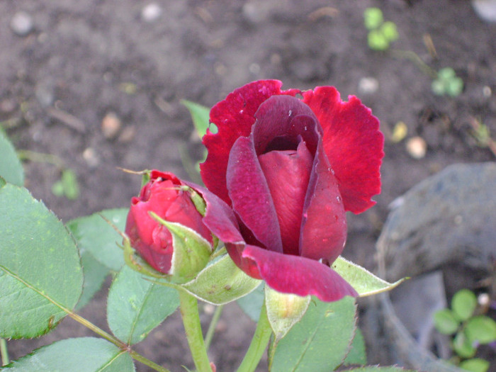 Darcey Bussell