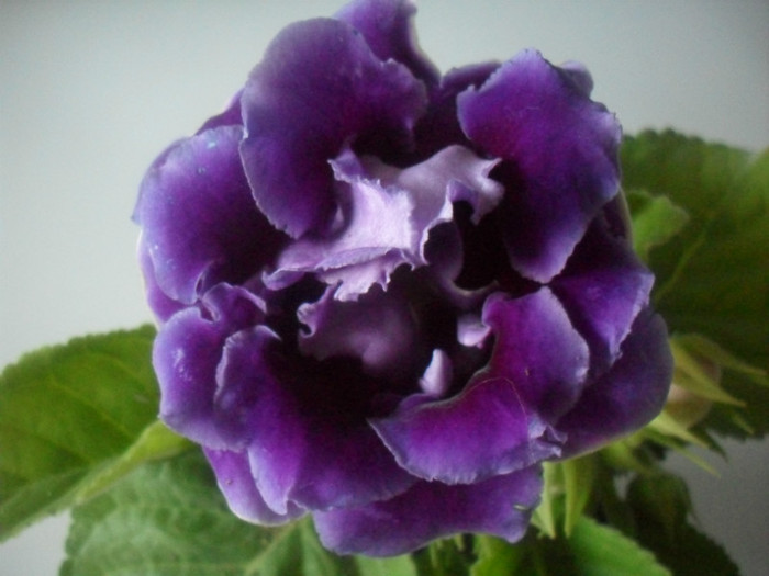 SDC17899 - GLOXINIA  2012