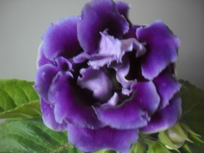 SDC17903 - GLOXINIA  2012