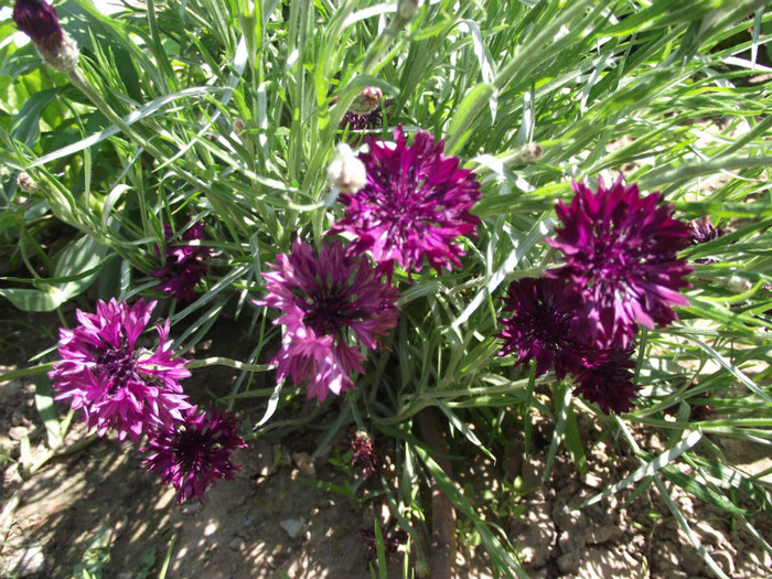DSCF7416 - c-vara