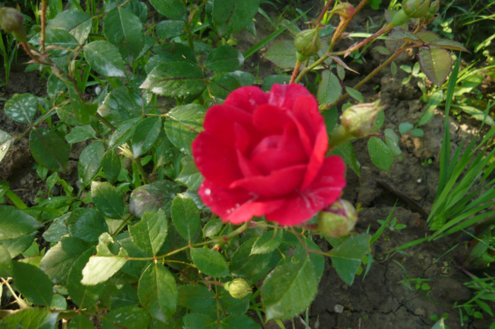 my pictures 025 - TRANDAFIRI 2012-2013-2014