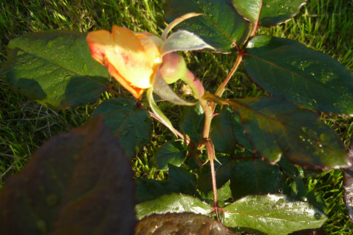 my pictures 055 - TRANDAFIRI 2012-2013-2014