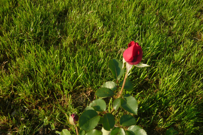 my pictures 051 - TRANDAFIRI 2012-2013-2014