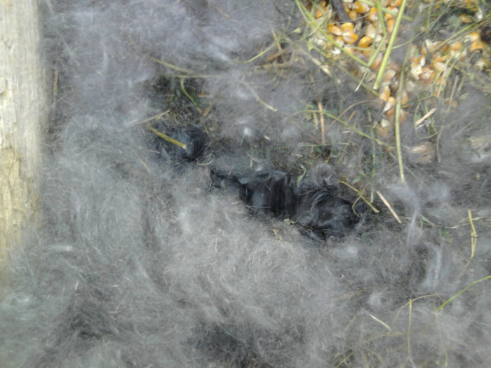 Photo0542 - Pui iepuri 2012