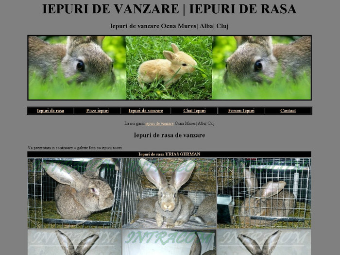 Poze iepuri; Site iepuri de rasa de vanzare
