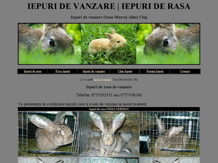 Iepuri de vanzare; Site iepuri de rasa de vanzare
