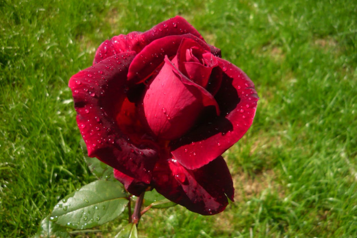 Picture 2737 - TRANDAFIRI 2012-2013-2014