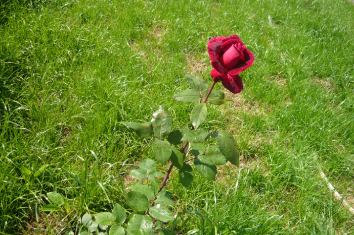 Picture 2740 - TRANDAFIRI 2012-2013-2014